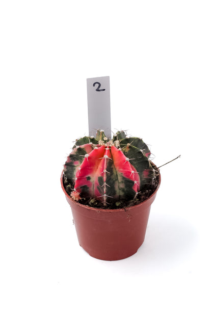 Gymnocalycium mihanovichii variegata Thai hybrid