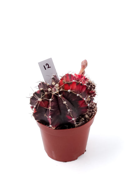 Gymnocalycium mihanovichii variegata Thai hybrid