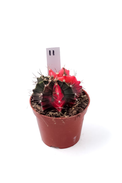 Gymnocalycium mihanovichii variegata Thai hybrid