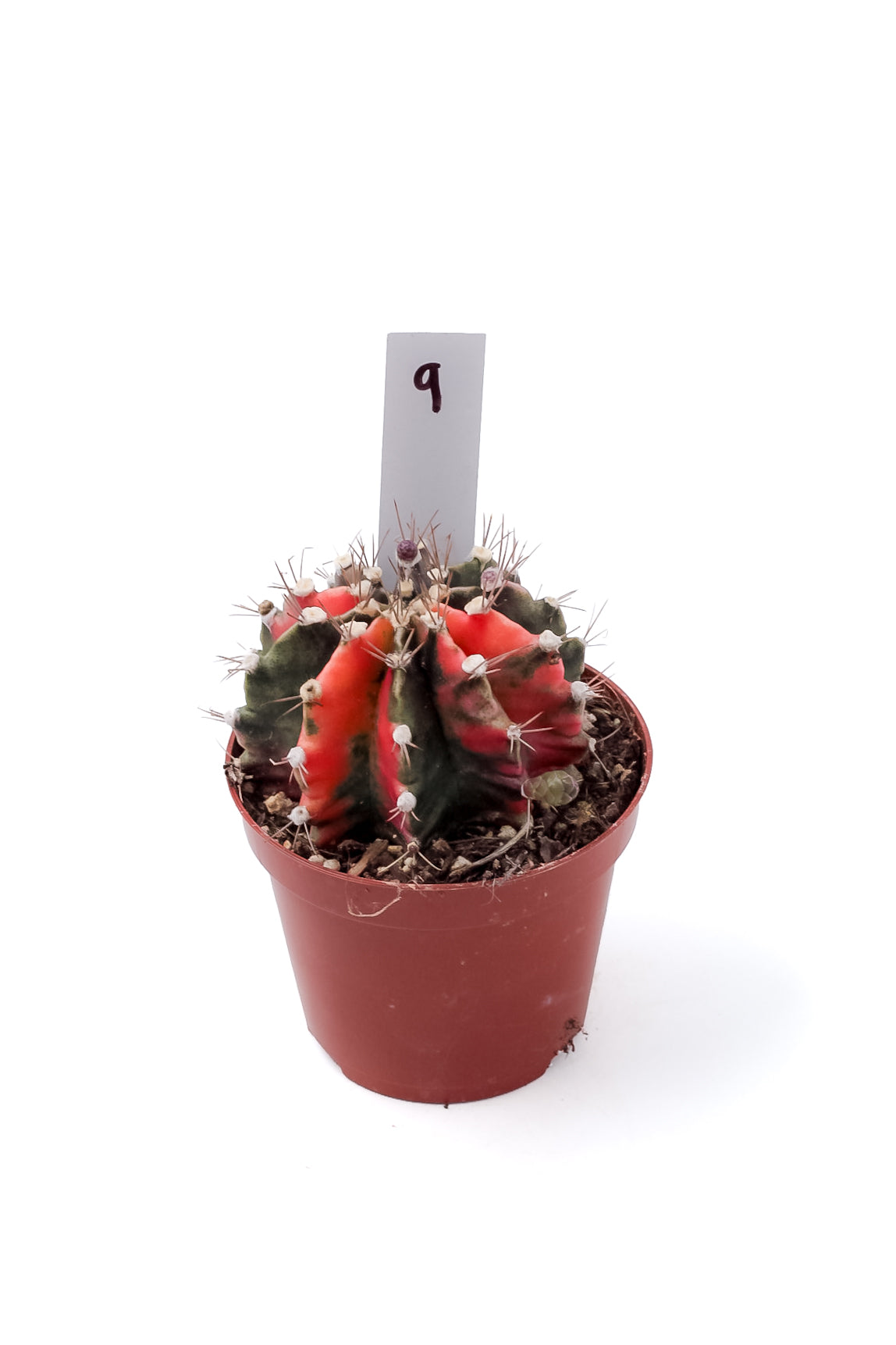 Gymnocalycium mihanovichii variegata Thai hybrid