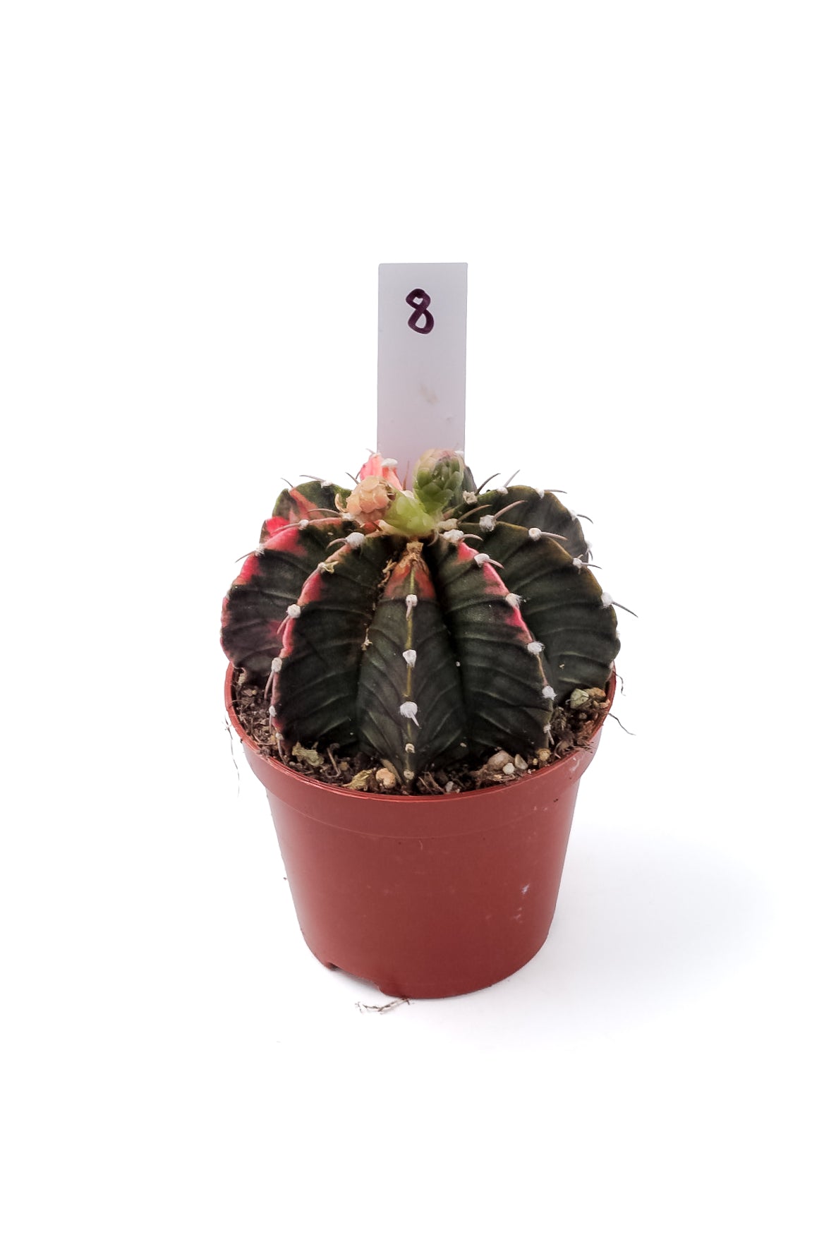 Gymnocalycium mihanovichii variegata Thai hybrid