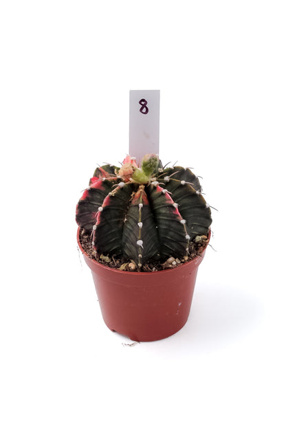 Gymnocalycium mihanovichii variegata Thai hybrid