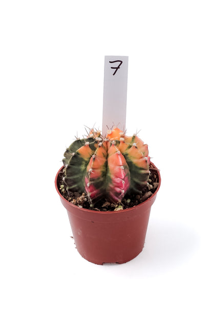 Gymnocalycium mihanovichii variegata Thai hybrid