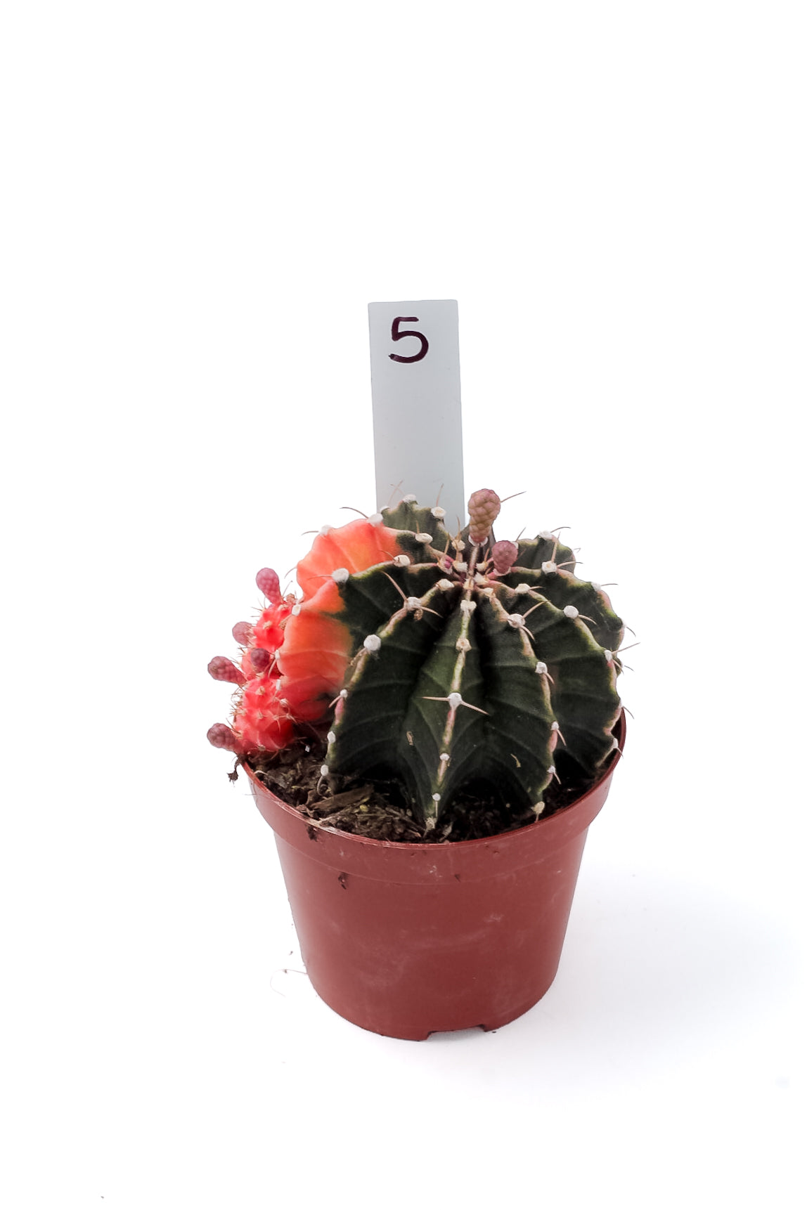 Gymnocalycium mihanovichii variegata Thai hybrid