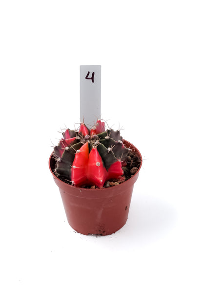 Gymnocalycium mihanovichii variegata Thai hybrid