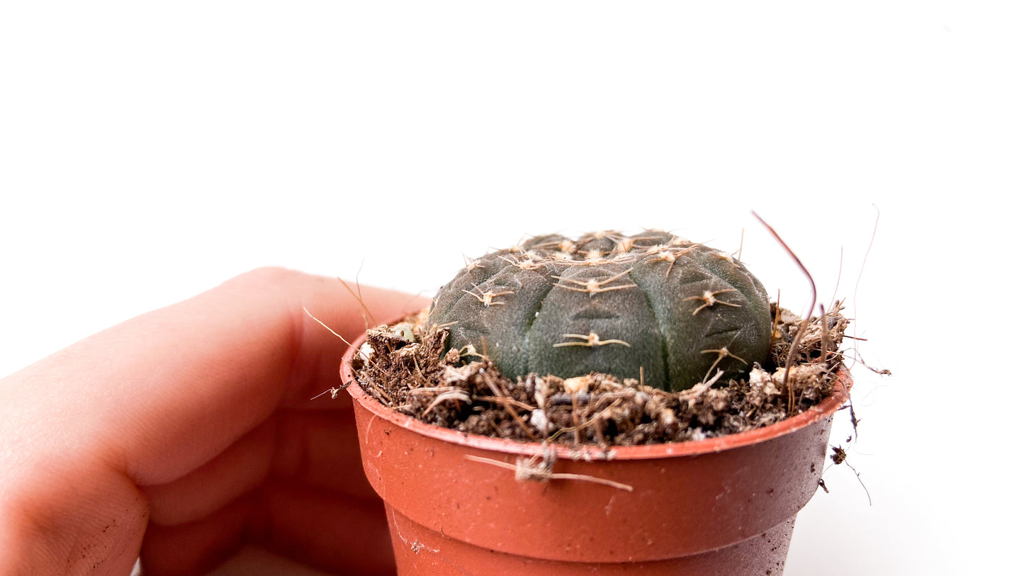 Gymnocalycium ragonesei