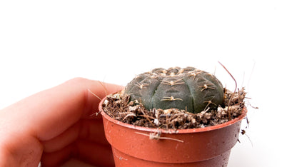 Gymnocalycium ragonesei