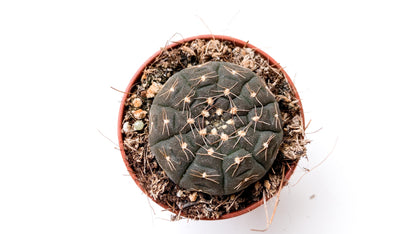 Gymnocalycium ragonesei