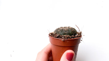 Gymnocalycium ragonesei