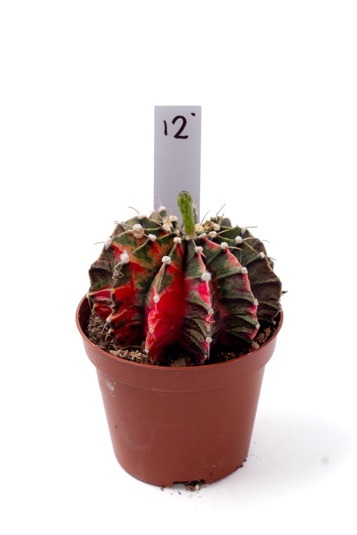 Gymnocalycium mihanovichii variegata Thai hybrid