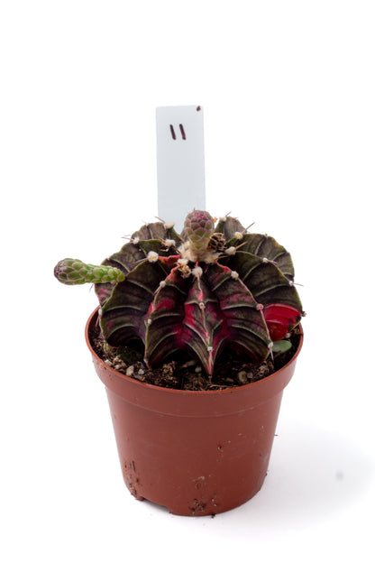 Gymnocalycium mihanovichii variegata Thai hybrid