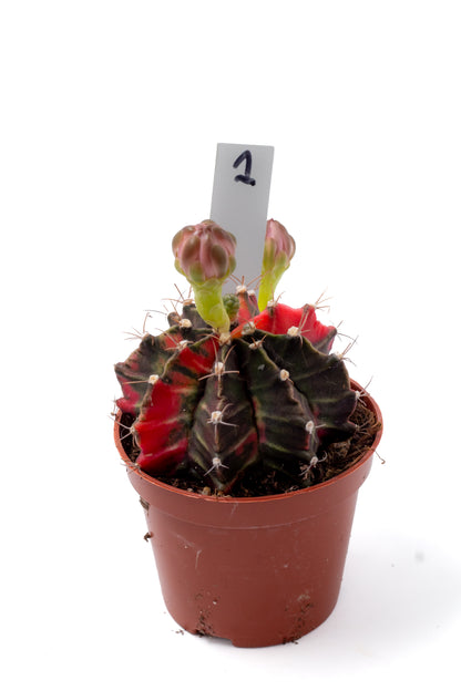 Gymnocalycium mihanovichii variegata Thai hybrid