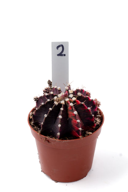 Gymnocalycium mihanovichii variegata Thai hybrid