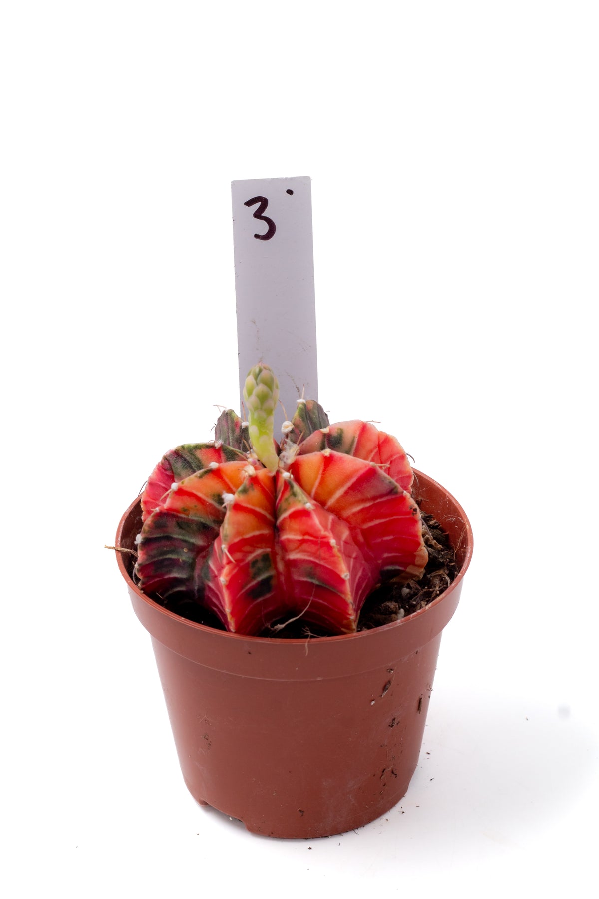 Gymnocalycium mihanovichii variegata Thai hybrid