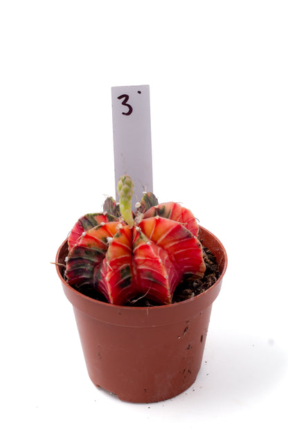Gymnocalycium mihanovichii variegata Thai hybrid