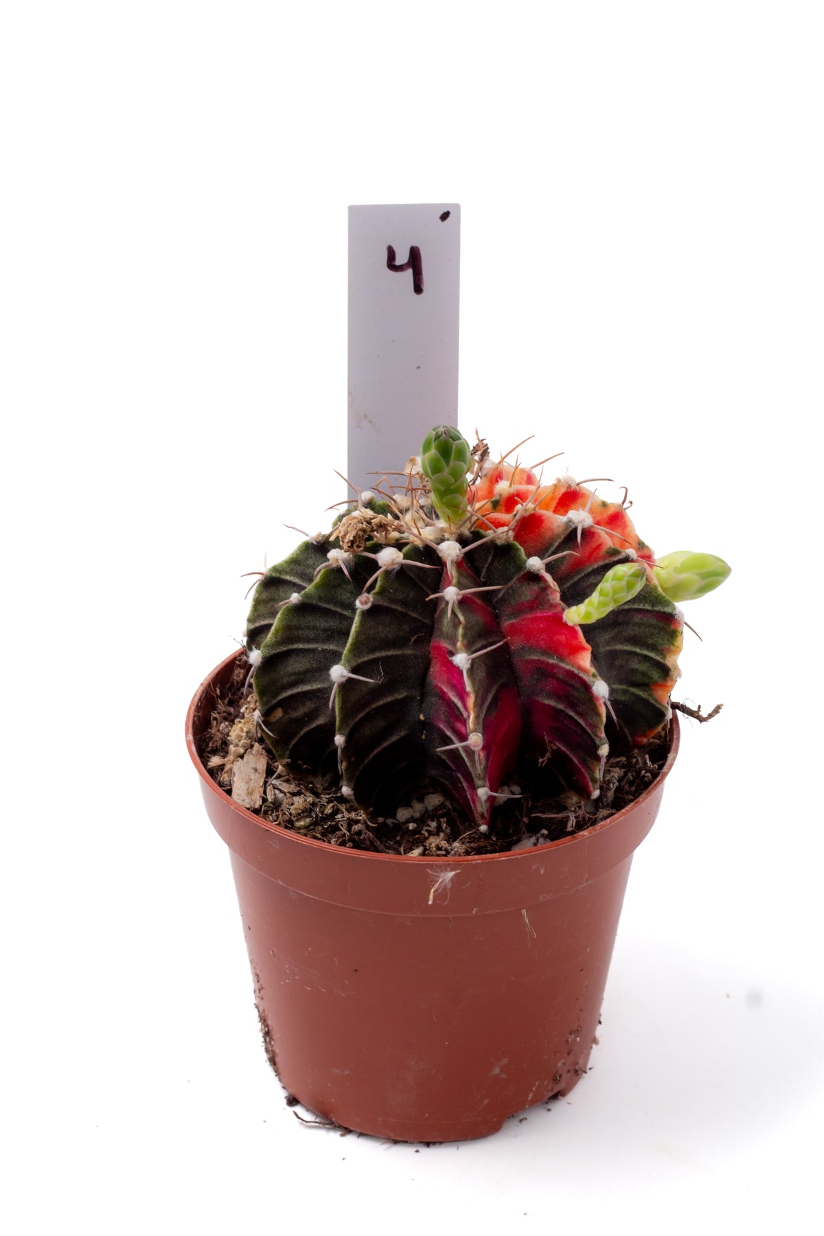 Gymnocalycium mihanovichii variegata Thai hybrid
