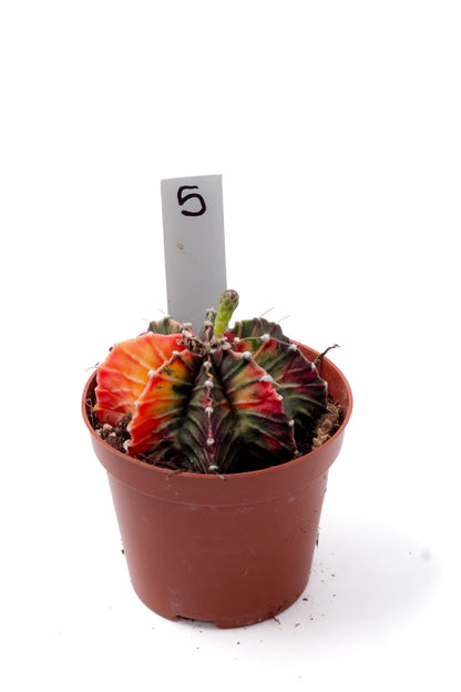 Gymnocalycium mihanovichii variegata Thai hybrid