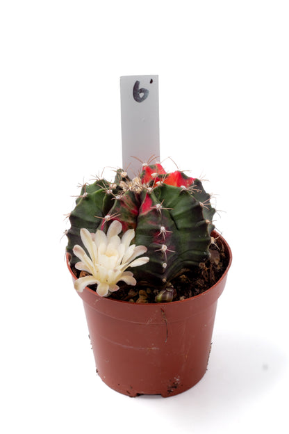 Gymnocalycium mihanovichii variegata Thai hybrid