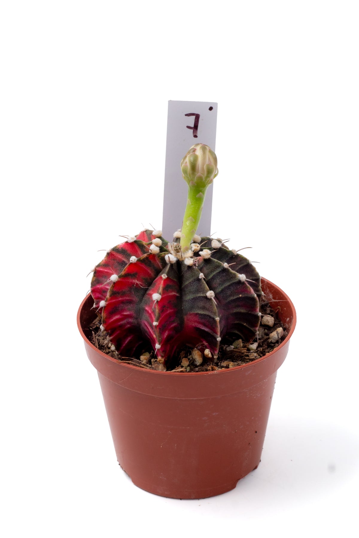 Gymnocalycium mihanovichii variegata Thai hybrid