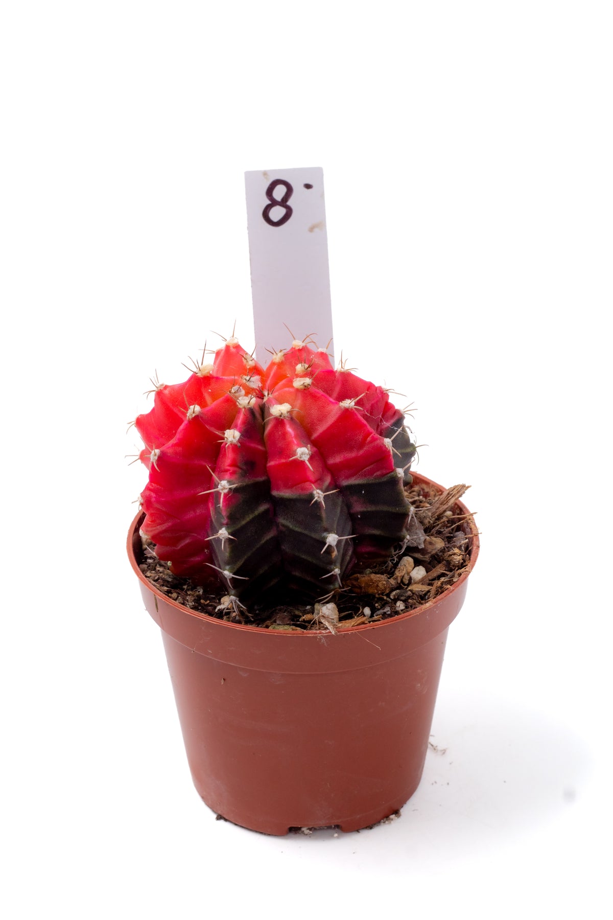 Gymnocalycium mihanovichii variegata Thai hybrid