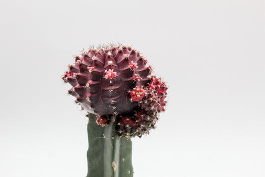 Gymnocalycium hybride Purple