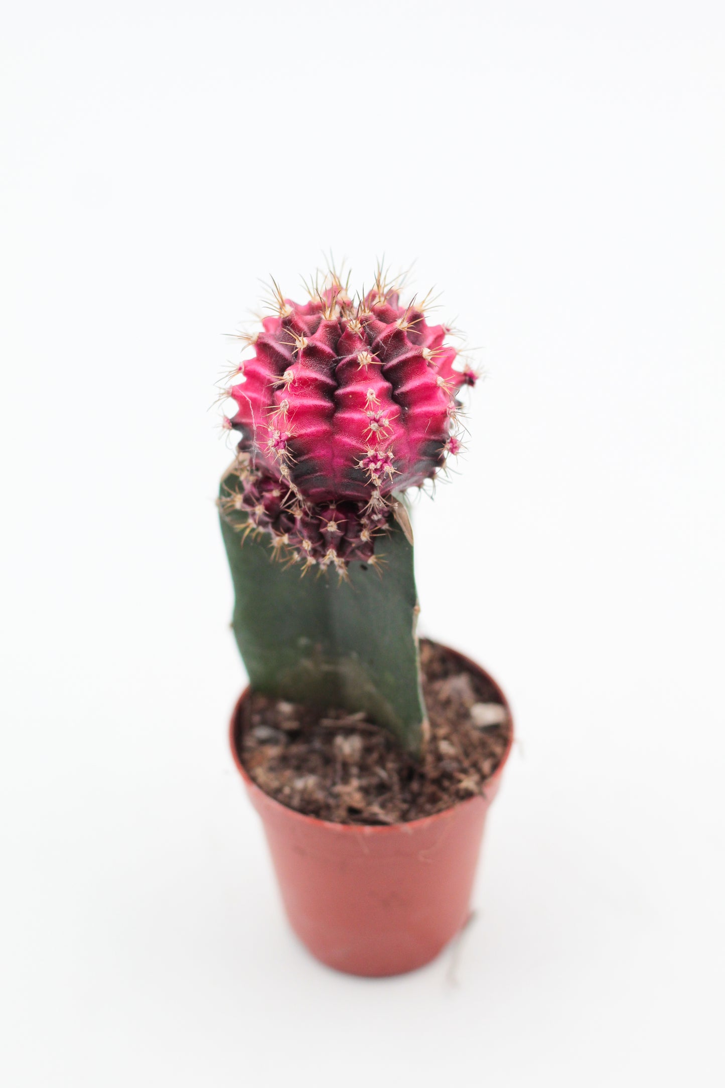 Gymnocalycium hybride mix