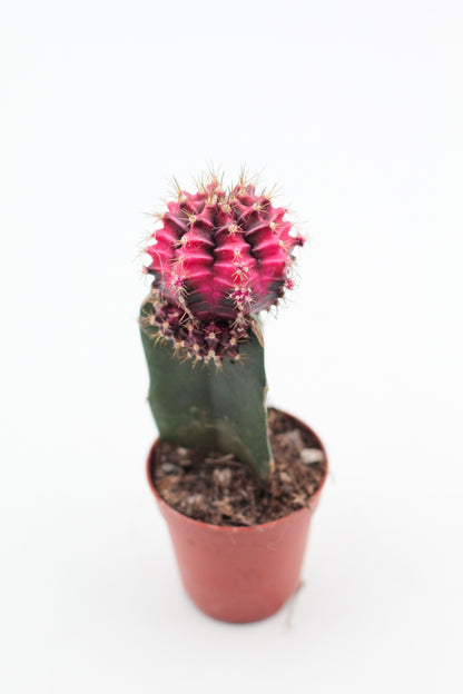 Gymnocalycium hybride mix
