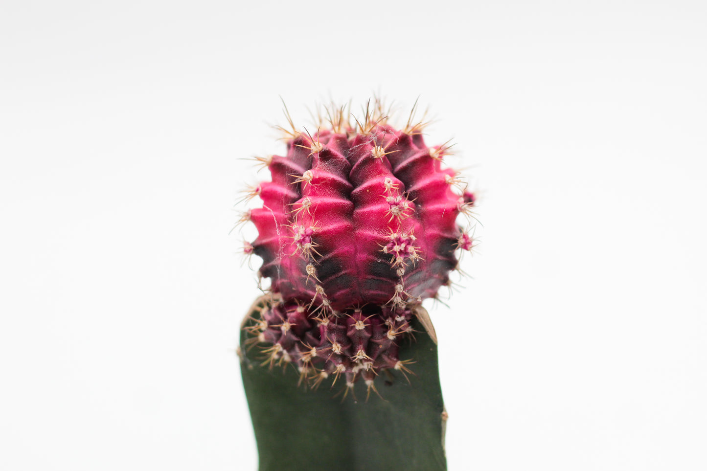 Gymnocalycium hybride mix