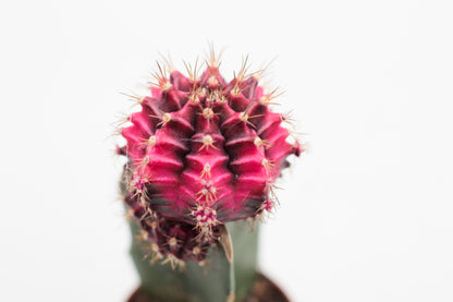 Gymnocalycium hybride mix
