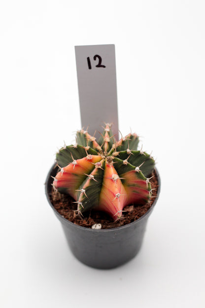 Gymnocalycium mihanovichii variegata Thai hybrid