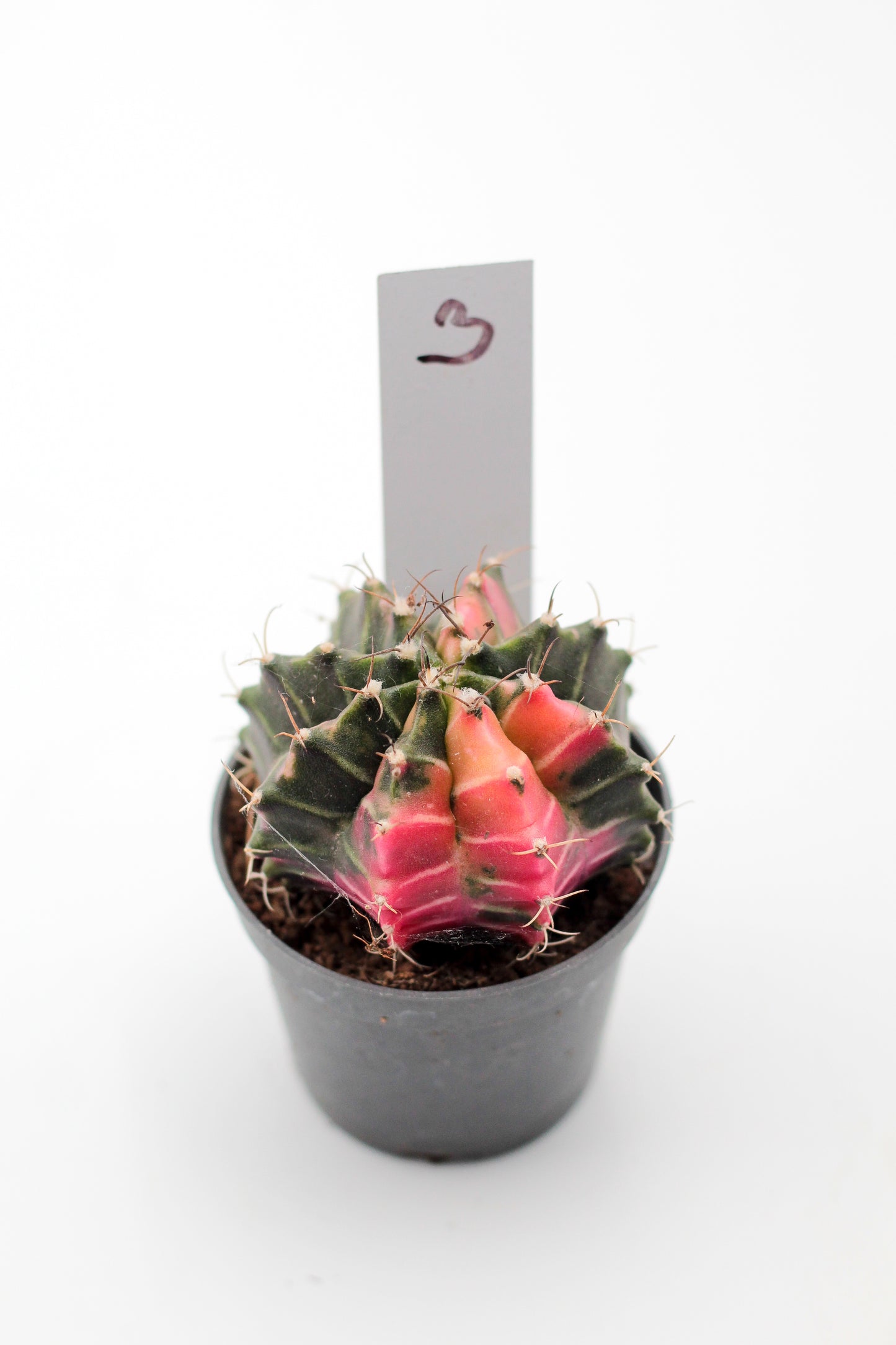 Gymnocalycium mihanovichii variegata Thai hybrid