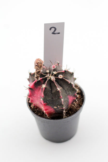 Gymnocalycium mihanovichii variegata Thai hybrid