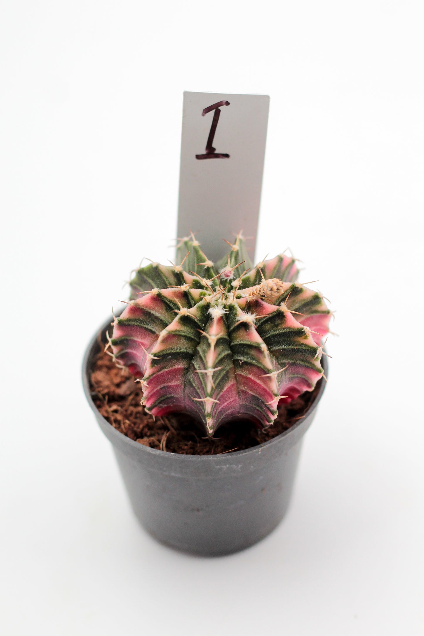 Gymnocalycium mihanovichii variegata Thai hybrid