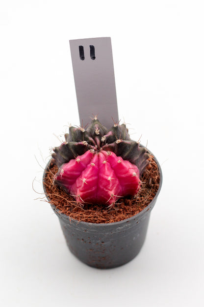 Gymnocalycium mihanovichii variegata Thai hybrid