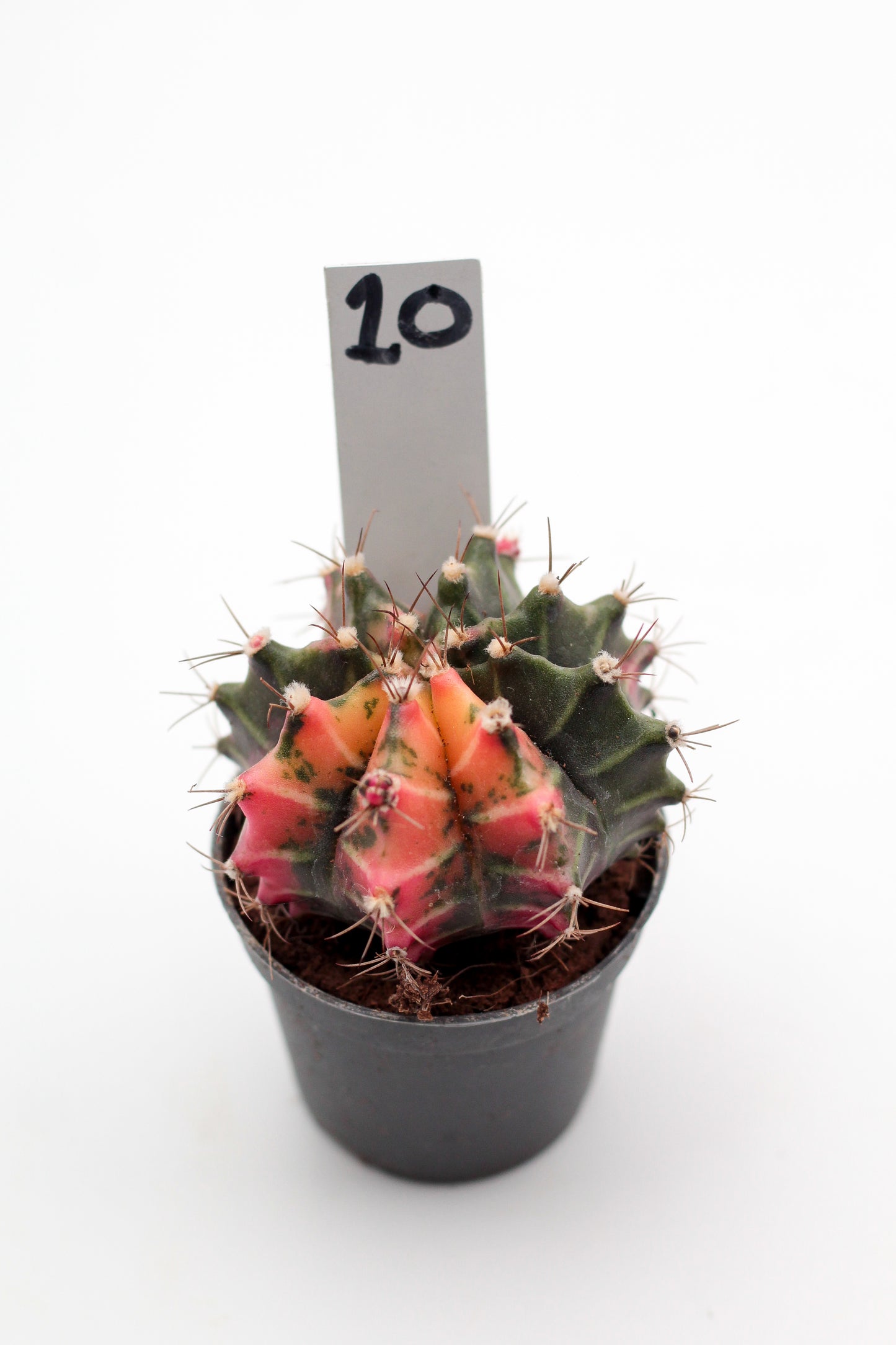 Gymnocalycium mihanovichii variegata Thai hybrid