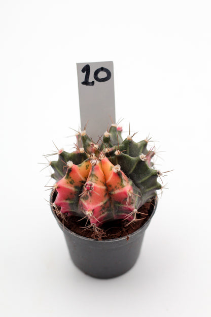 Gymnocalycium mihanovichii variegata Thai hybrid