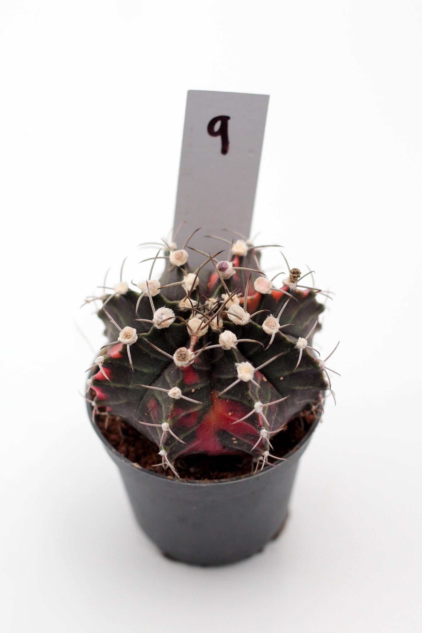 Gymnocalycium mihanovichii variegata Thai hybrid