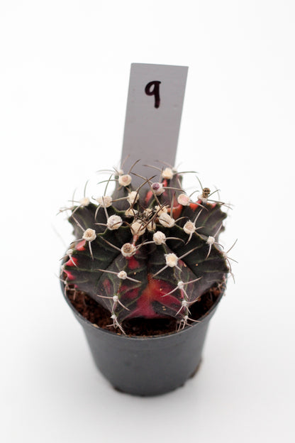 Gymnocalycium mihanovichii variegata Thai hybrid