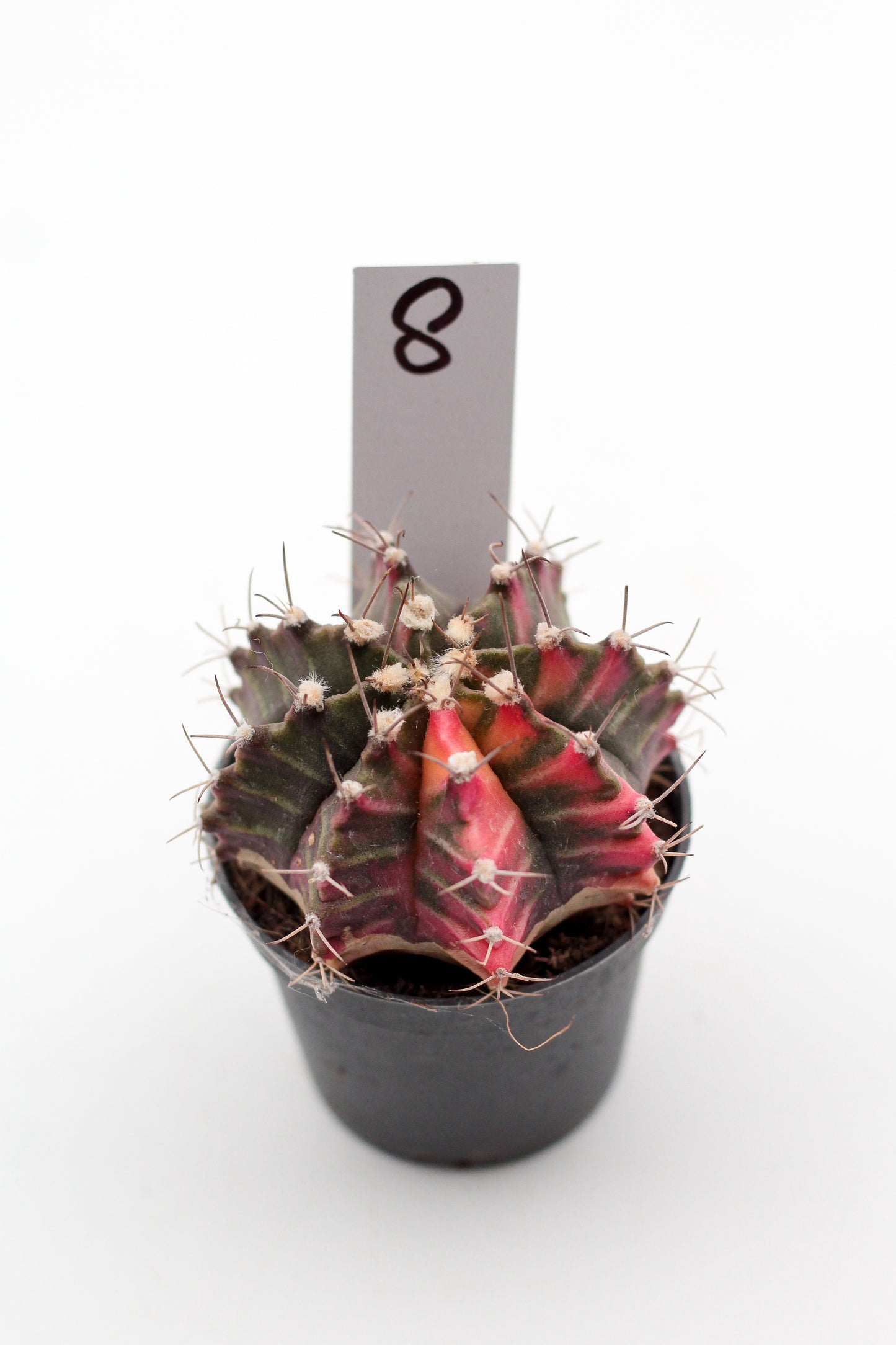 Gymnocalycium mihanovichii variegata Thai hybrid