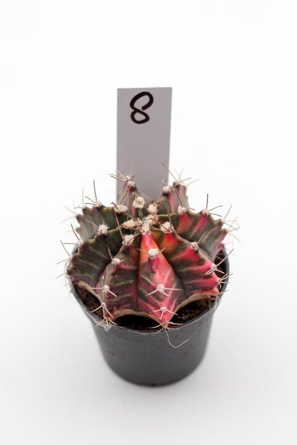 Gymnocalycium mihanovichii variegata Thai hybrid