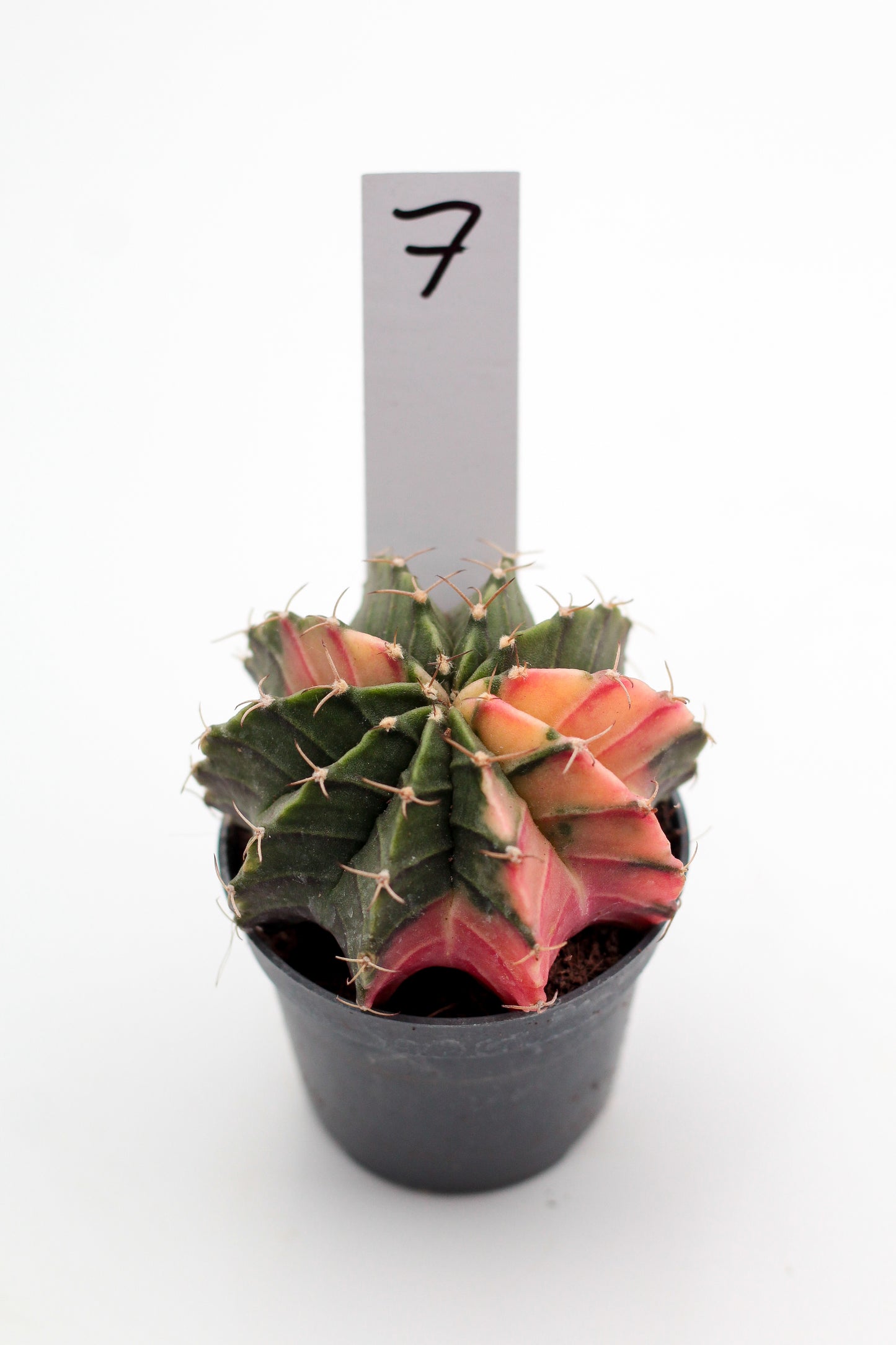 Gymnocalycium mihanovichii variegata Thai hybrid