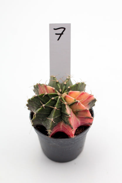 Gymnocalycium mihanovichii variegata Thai hybrid