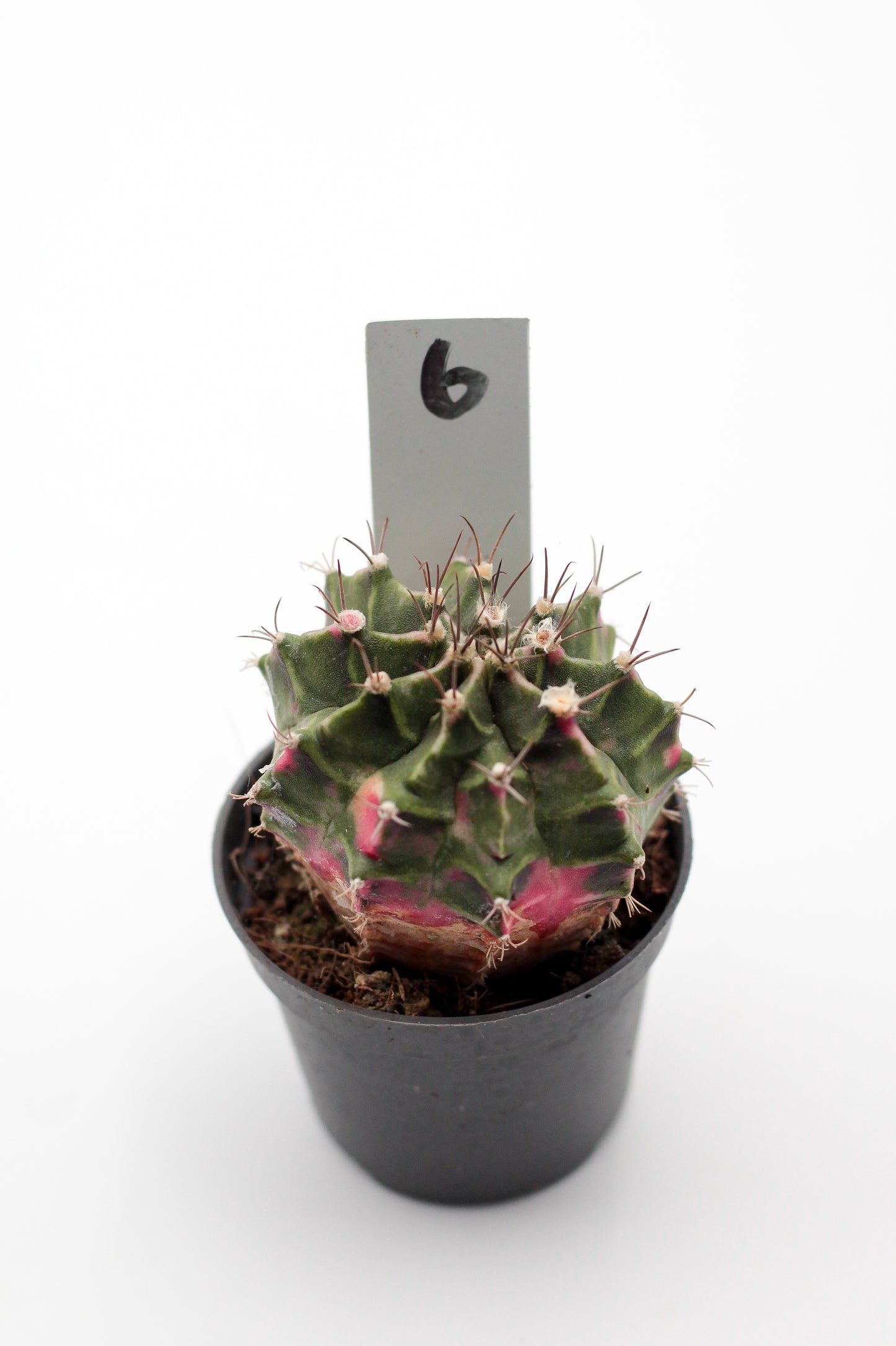 Gymnocalycium mihanovichii variegata Thai hybrid