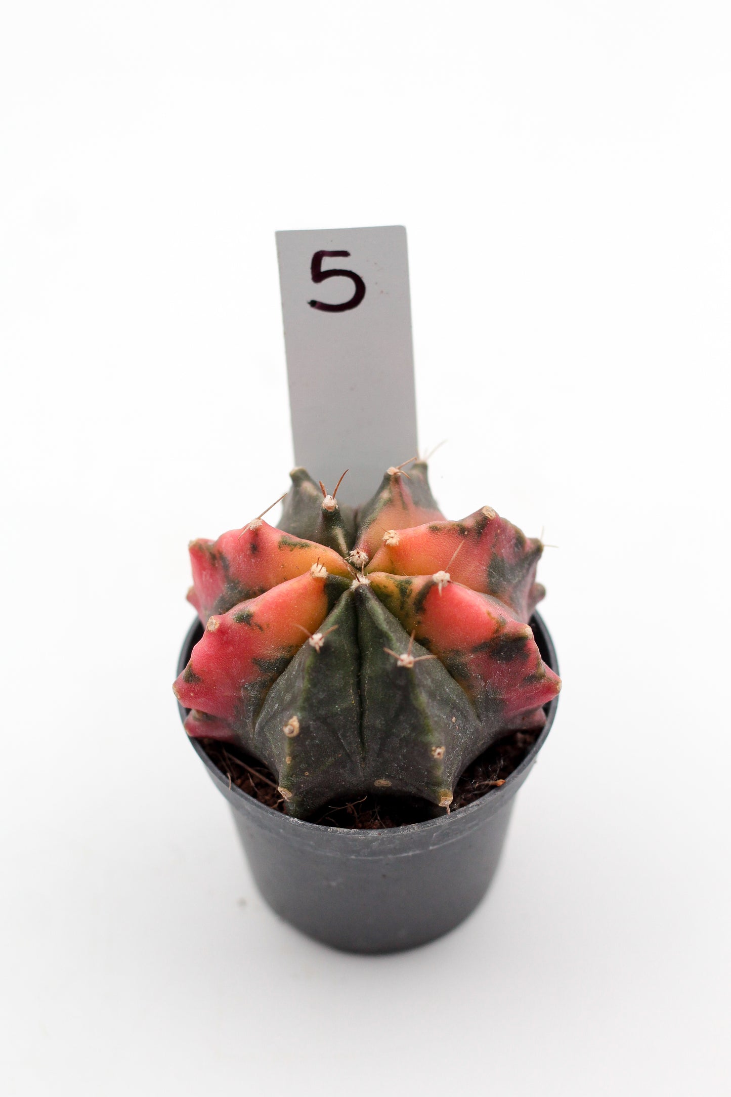 Gymnocalycium mihanovichii variegata Thai hybrid