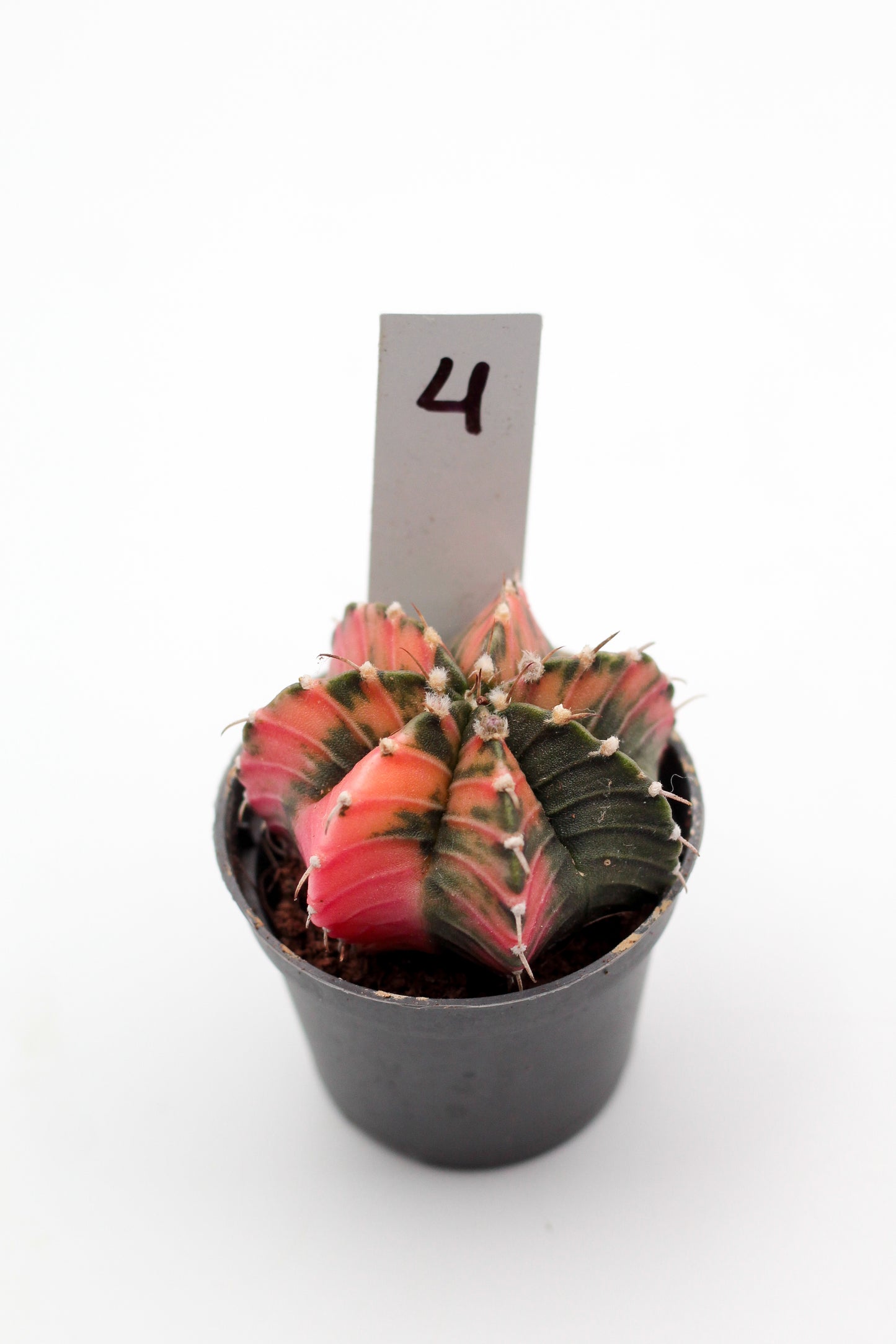 Gymnocalycium mihanovichii variegata Thai hybrid