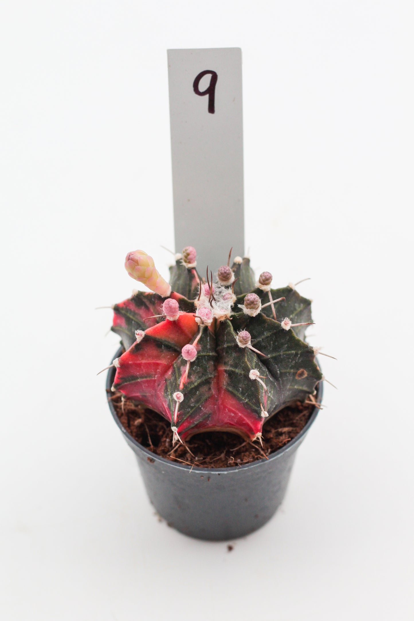 Gymnocalycium mihanovichii variegata Thai hybrid