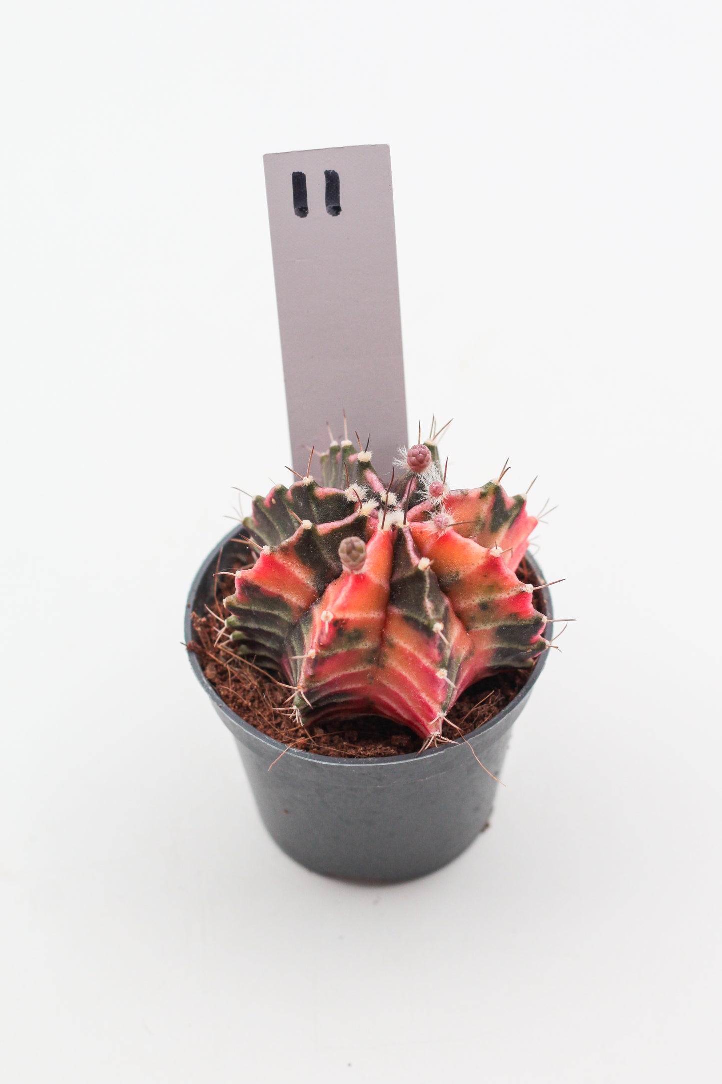 Gymnocalycium mihanovichii variegata Thai hybrid