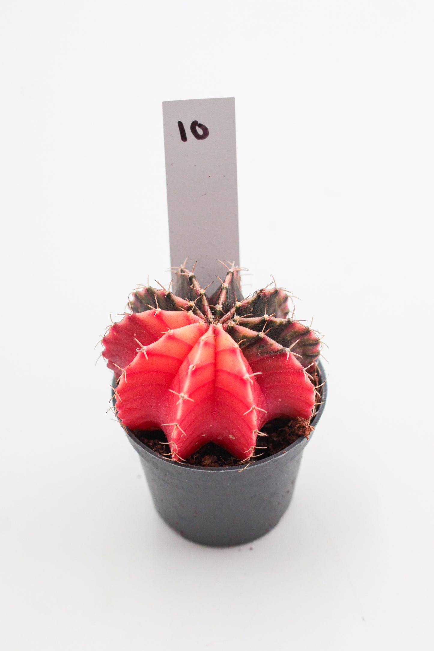 Gymnocalycium mihanovichii variegata Thai hybrid