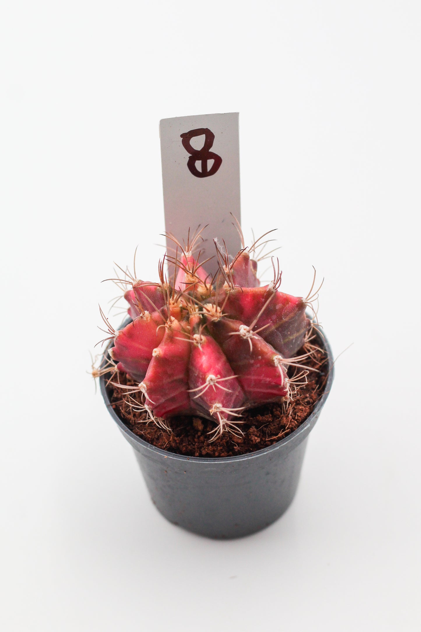 Gymnocalycium mihanovichii variegata Thai hybrid