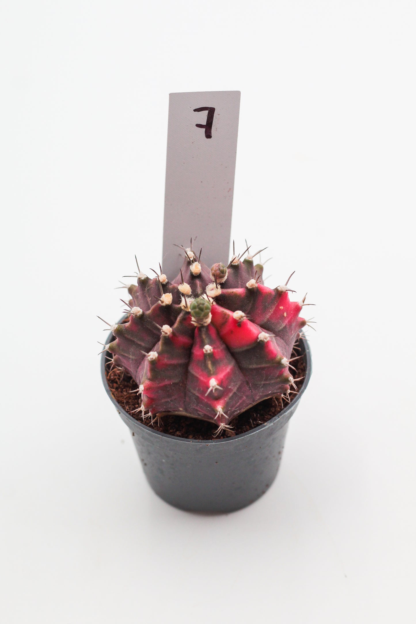 Gymnocalycium mihanovichii variegata Thai hybrid